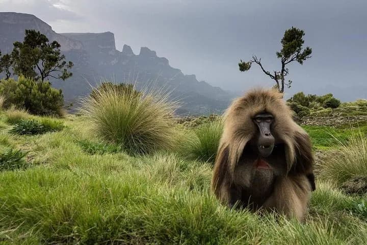 Gondar thumbnail 3
