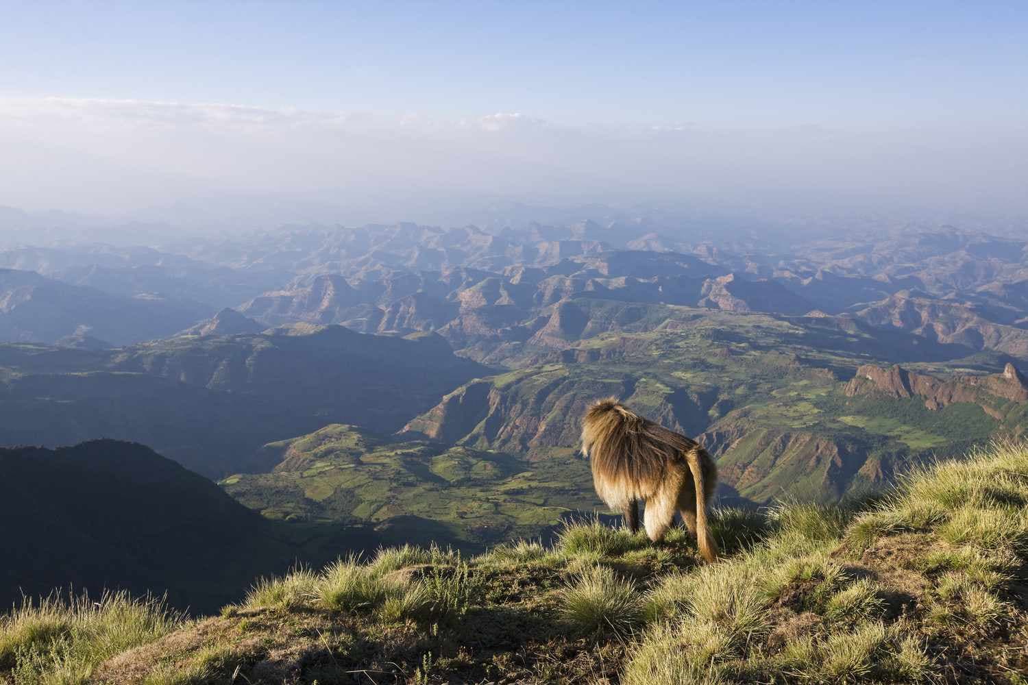 Simien Mountains National Park thumbnail 4